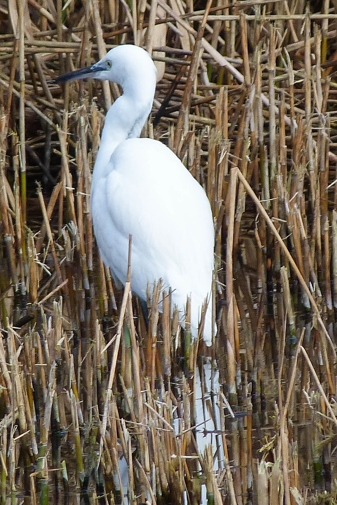 Egret