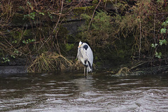 Grey Heron