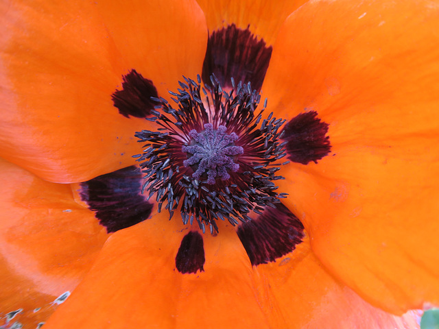 Mohn