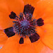 Mohn Mohn