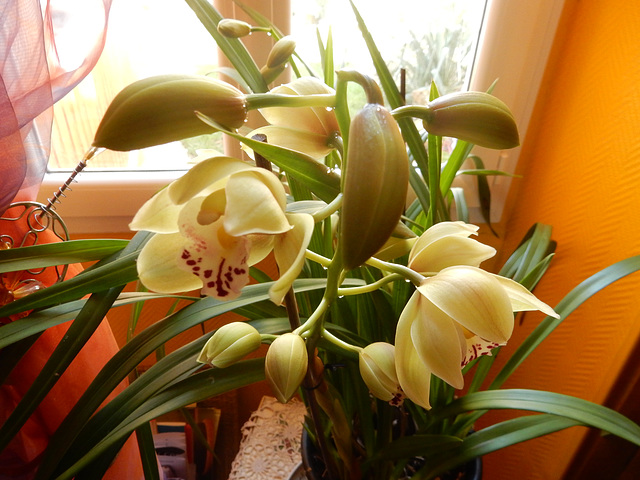 mon orchidée