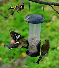 Goldfinch,Chaffinch and Greenfinch