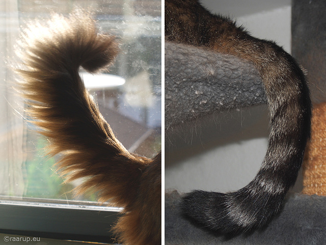 Two tails, thick and thin - for Happy Caturday