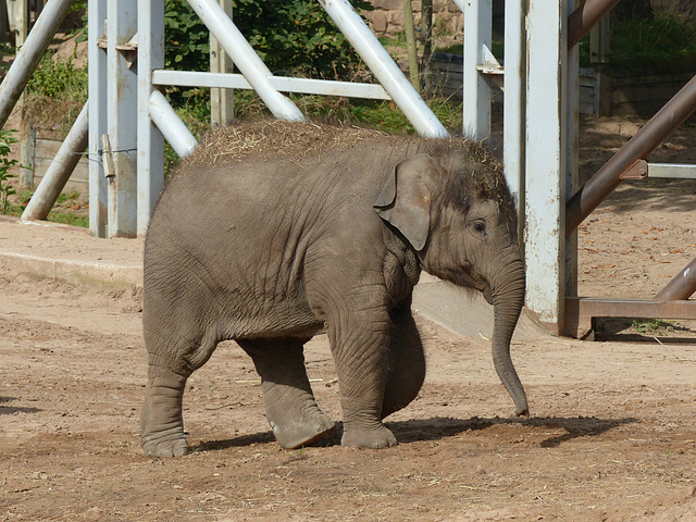 Chester Zoo (15) - 30 August 2016