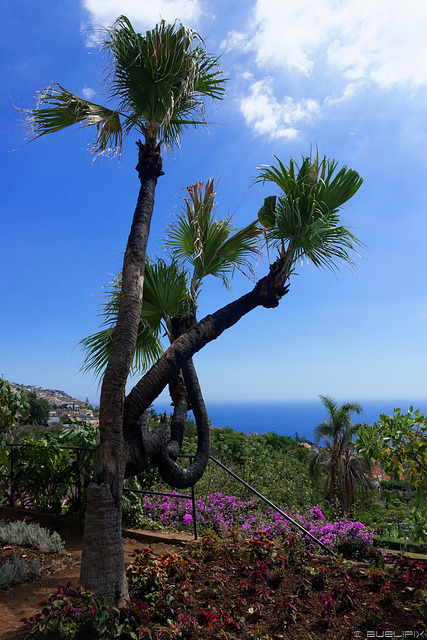 leider blieb auch der Jardim Botânico da Madeira vom Feuer nicht verschont (© Buelipix)