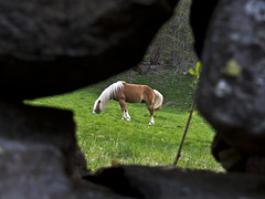 #43 Horse grazing over the fence of stones