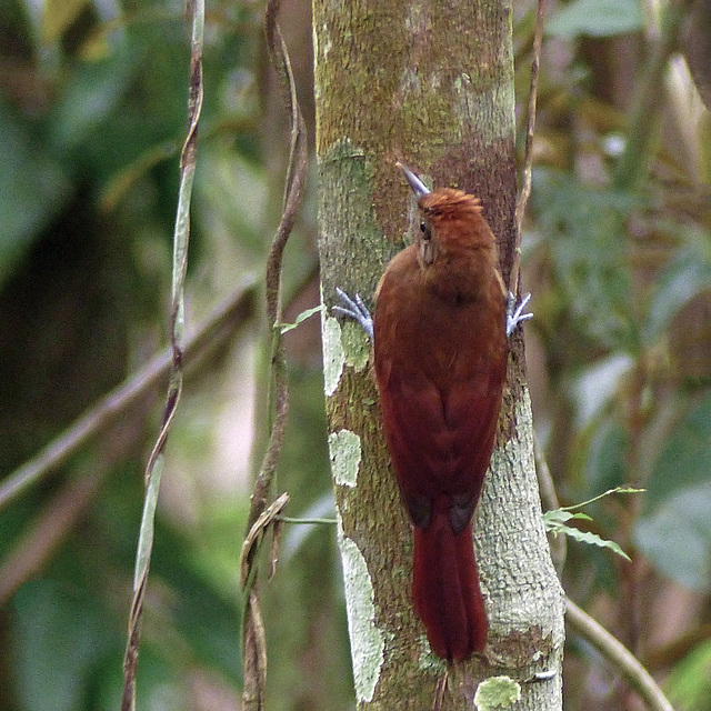 Plain Brown Woodcreeper, Asa Wright