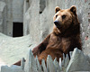 Reclining Brown Bear, London Zoo, 1980