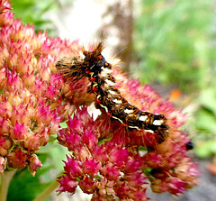 Acronicta rumicis...