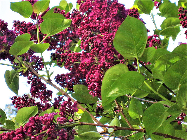 The lilac hasn't got as strong a scent as the white