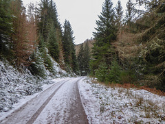 Track through the Ben Aigan Forest - part of hte speyside Way between Boat o Brig and Craigellachie