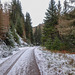 Track through the Ben Aigan Forest - part of hte speyside Way between Boat o Brig and Craigellachie