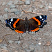 Red admiral butterfly