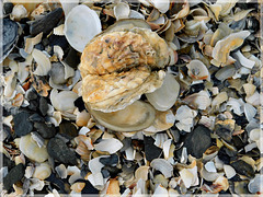 Coquillages à Saint Benoit des Ondes  (35)