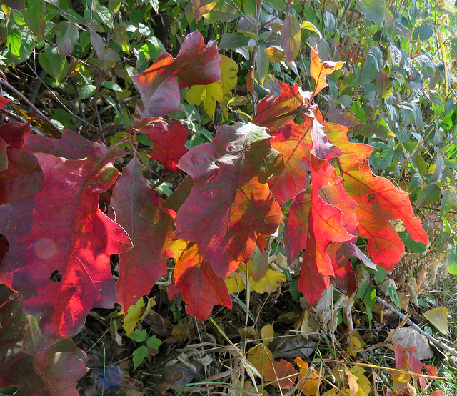 Oak leaves