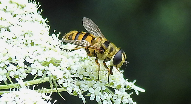 20210727 2090CPw [D~LIP] Totenkopf-Schwebfliege (Myathropa florea), Möhre (Daucus carota), Bad Salzuflen
