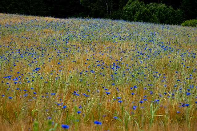 Field with cornflowers