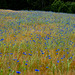 Field with cornflowers