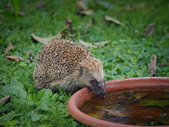 Igel Besuch am Nachmitag