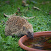 Igel Besuch am Nachmitag