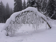 Hiver**************Chamonix (Haute-Savoie)*********