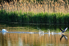 IMG 8247-FHD IMG 8247-FHD