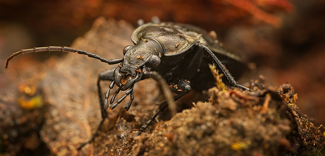 Der Lederlaufkäfer (Carabus coriaceus) gehört zu den Laufkäfern :)) The leather beetle (Carabus coriaceus) belongs to the ground beetles :)) Le carabe coriace (Carabus coriaceus) appartient aux carabe