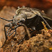 Der Lederlaufkäfer (Carabus coriaceus) gehört zu den Laufkäfern :)) The leather beetle (Carabus coriaceus) belongs to the ground beetles :)) Le carabe coriace (Carabus coriaceus) appartient aux carabes :))