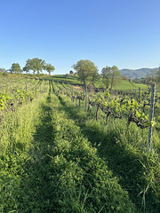 First leaves in the old vineyard.
