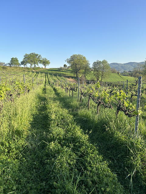 First leaves in the old vineyard.
