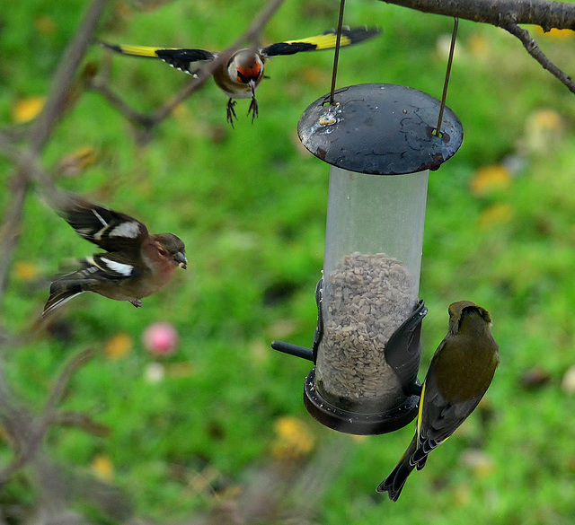 Goldfinch,Chaffinch and Greenfinch