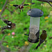 Goldfinch,Chaffinch and Greenfinch