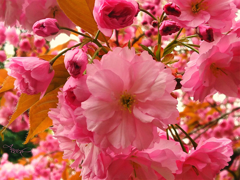 Have a nice week end my friends