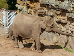 Chester Zoo (16) - 30 August 2016