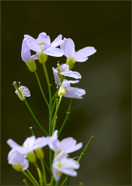 Cardamine