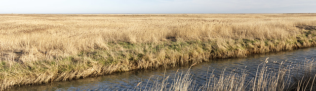 Sky reeds river