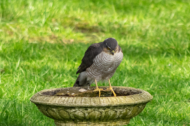 Sparrowhawk