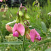 Everlasting Pea (Lathyrus latifolius)