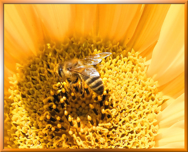 Westliche Honigbiene (Apis mellifera). ©UdoSm