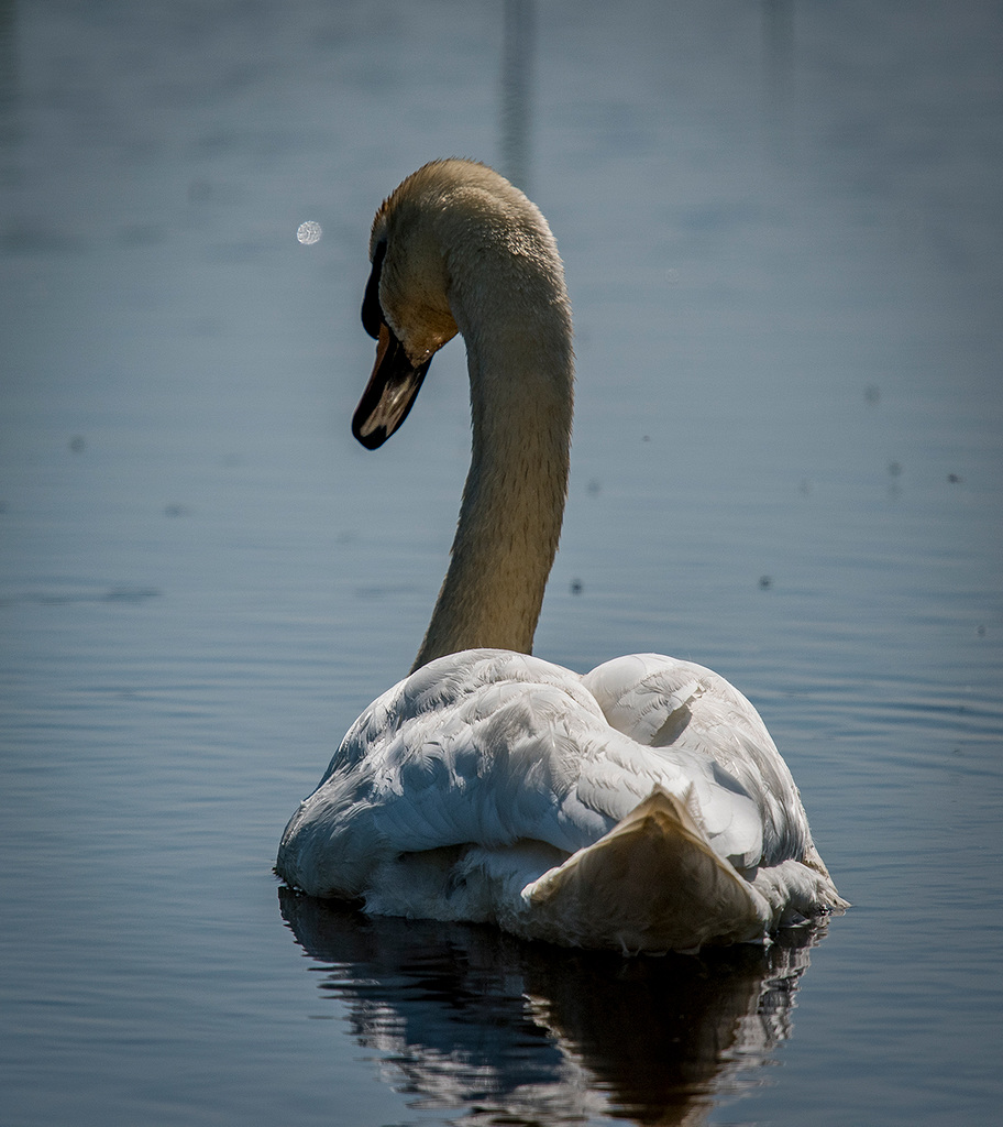 Burton wetlands swan
