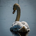 Burton wetlands swan