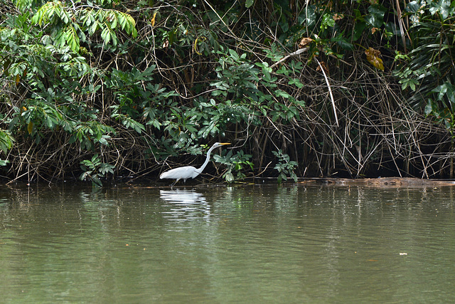 Guatemala, Great White Heron at the Banks of the Chocón Machaca River