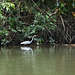 Guatemala, Great White Heron at the Banks of the Chocón Machaca River