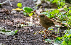 Wren