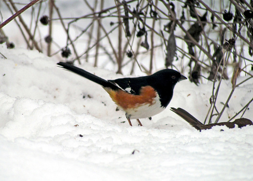 Eastern Towhee (Male)