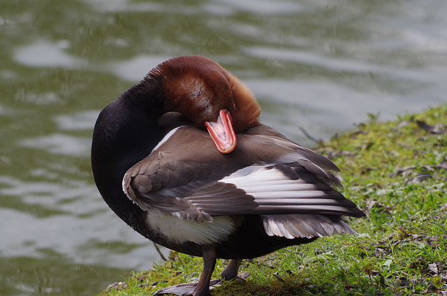 nette rousse à la toilette