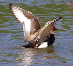 parc des oiseaux - Villars les Dombes