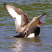 parc des oiseaux - Villars les Dombes