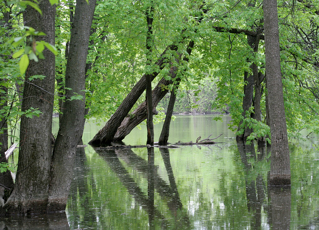 rivière du chêne, St-Eustache