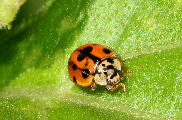 Ten-spot Ladybird. Adalia decempunctata